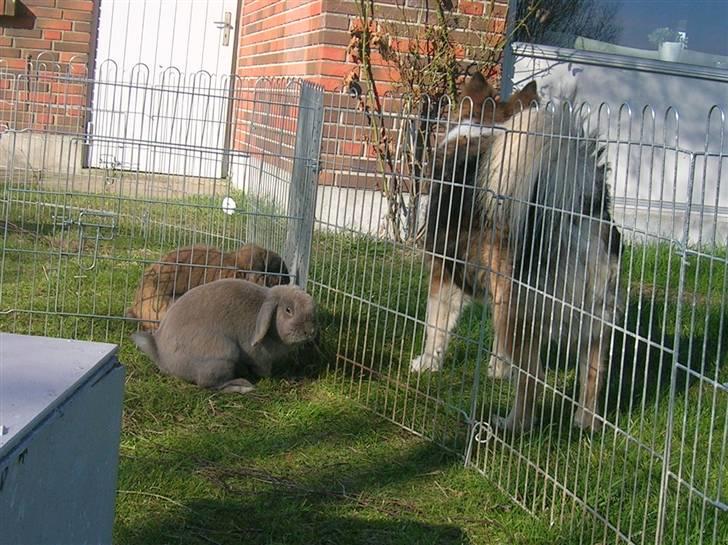 Kanin Lille Grå billede 6