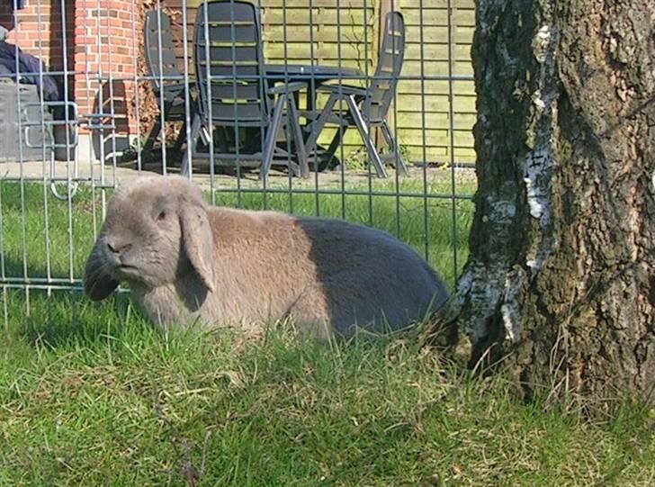 Kanin Lille Grå billede 7