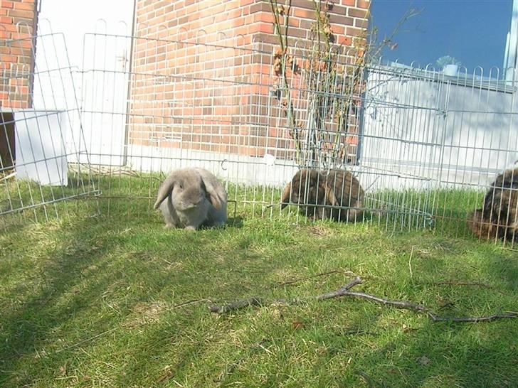 Kanin Lille Grå billede 10