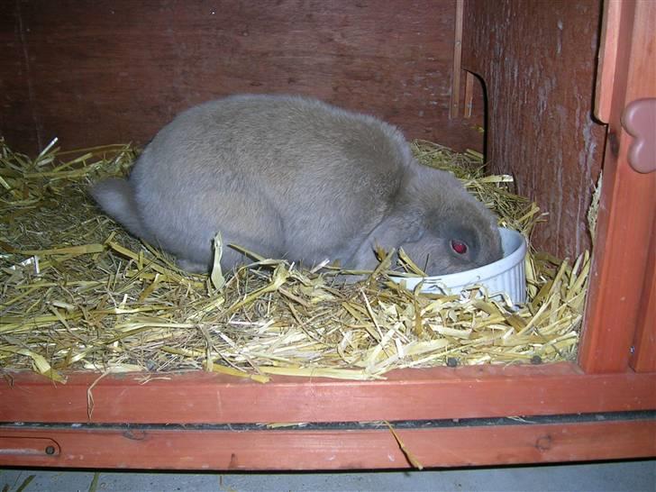 Kanin Lille Grå billede 12