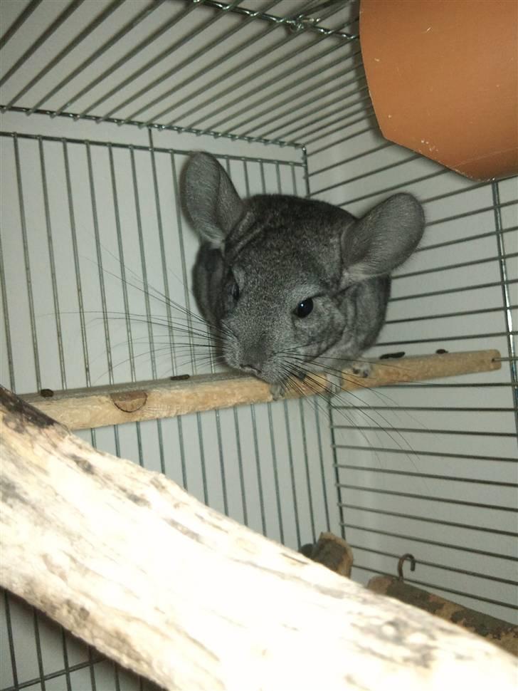 Chinchilla Blobber <3 Solgt billede 16
