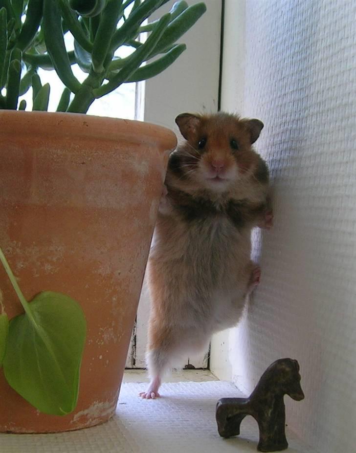 Hamster Tutteline  billede 1