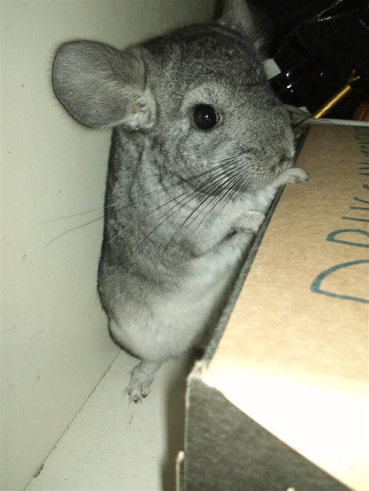Chinchilla Blobber <3 Solgt billede 17