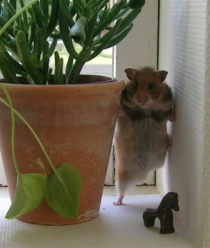 Hamster Tutteline  billede 2