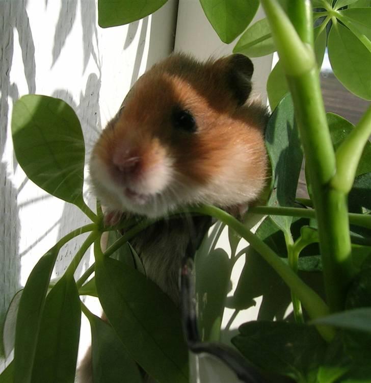 Hamster Tutteline  billede 3