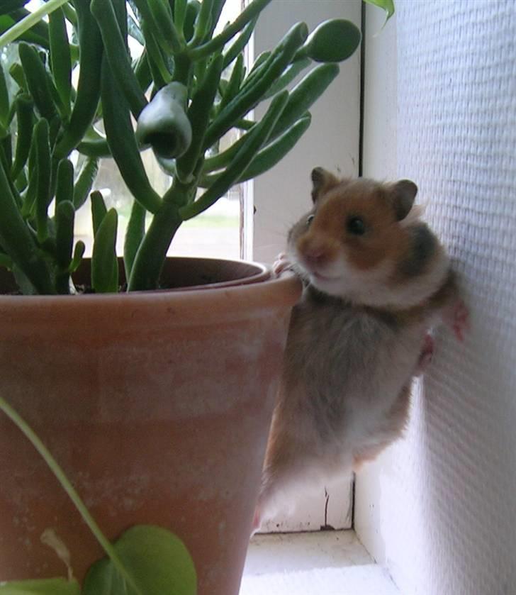 Hamster Tutteline  billede 4