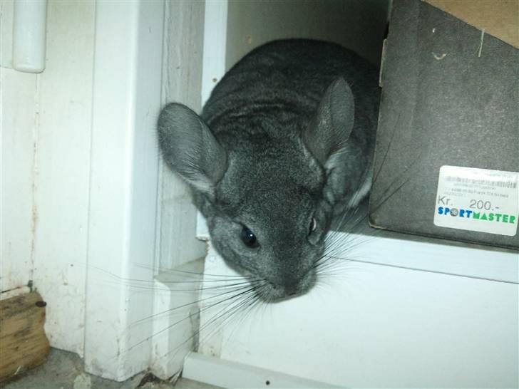 Chinchilla Blobber <3 Solgt billede 19