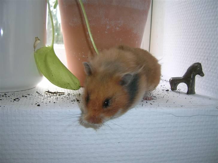 Hamster Tutteline  billede 5