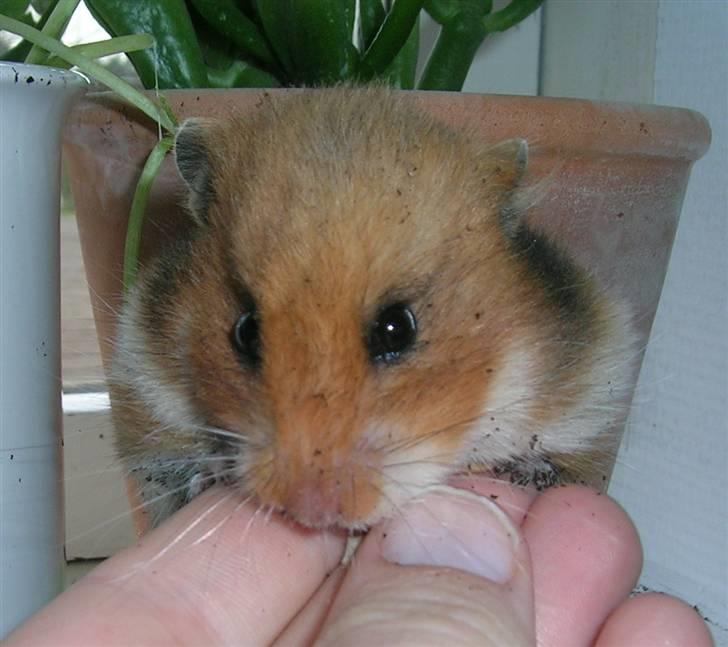 Hamster Tutteline  billede 6