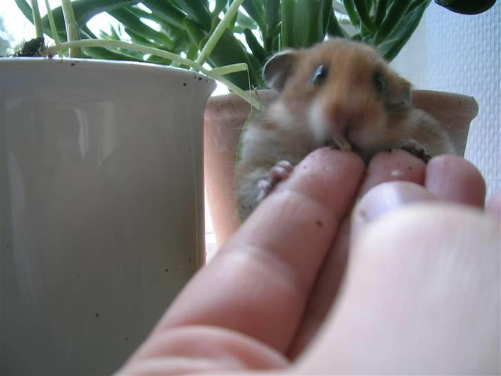 Hamster Tutteline  billede 7