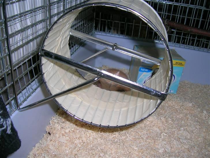 Hamster Tutteline  billede 8