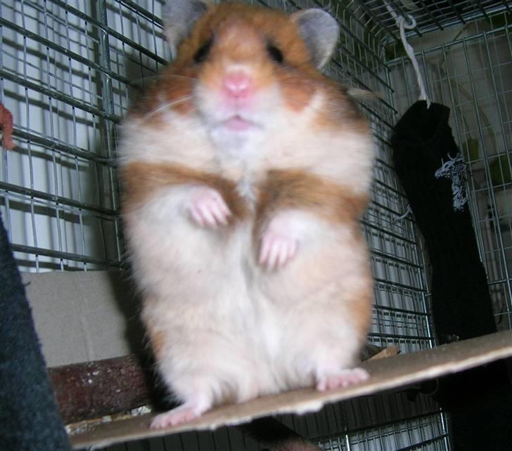 Hamster Tutteline  billede 9