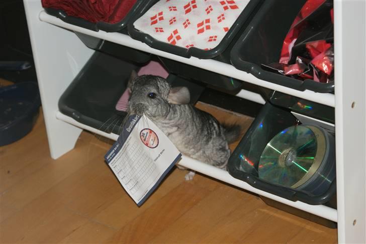 Chinchilla Jackson - Haha, jeg napper da bare lige Jesper garantibevis til hans akvarie billede 16