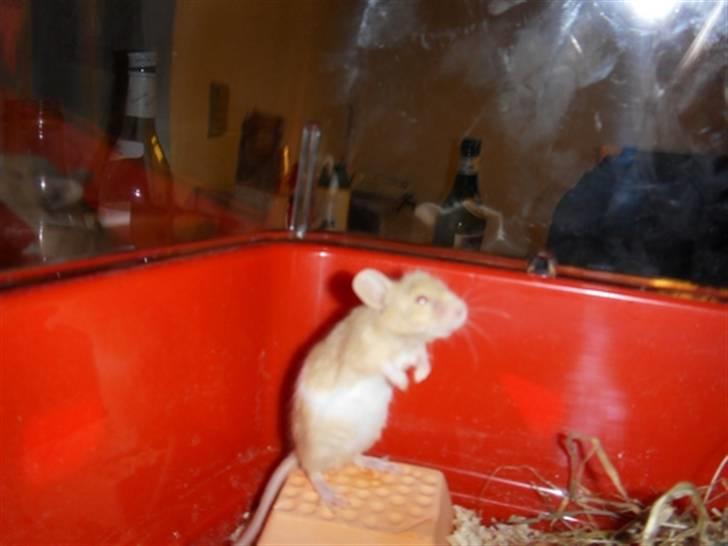 Mus Demetri billede 1