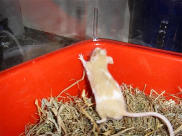 Mus Demetri billede 2