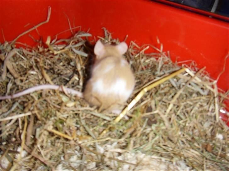 Mus Demetri billede 3