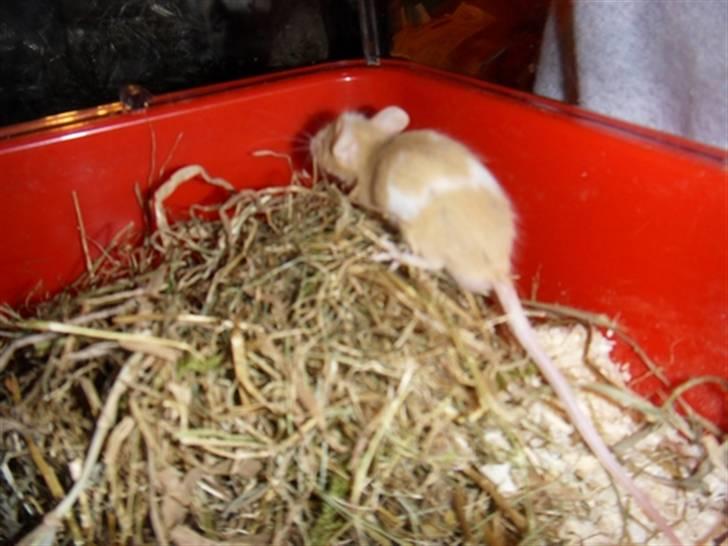 Mus Demetri billede 4