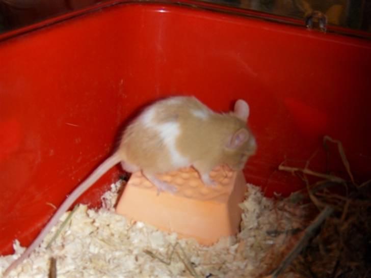 Mus Demetri billede 5