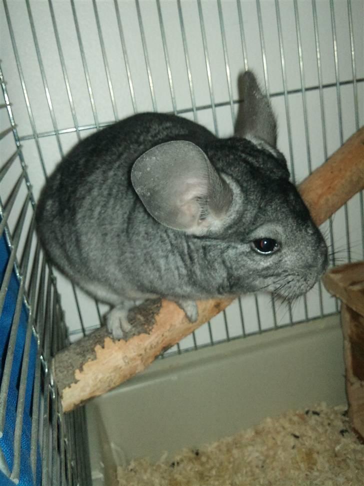 Chinchilla Burger <3 Solgt billede 15