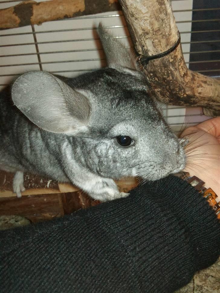 Chinchilla Burger <3 Solgt billede 16