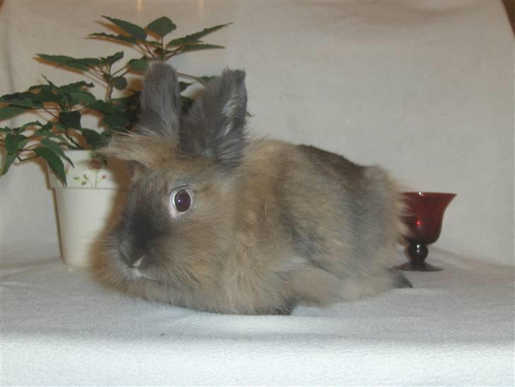 Kanin Nala billede 1