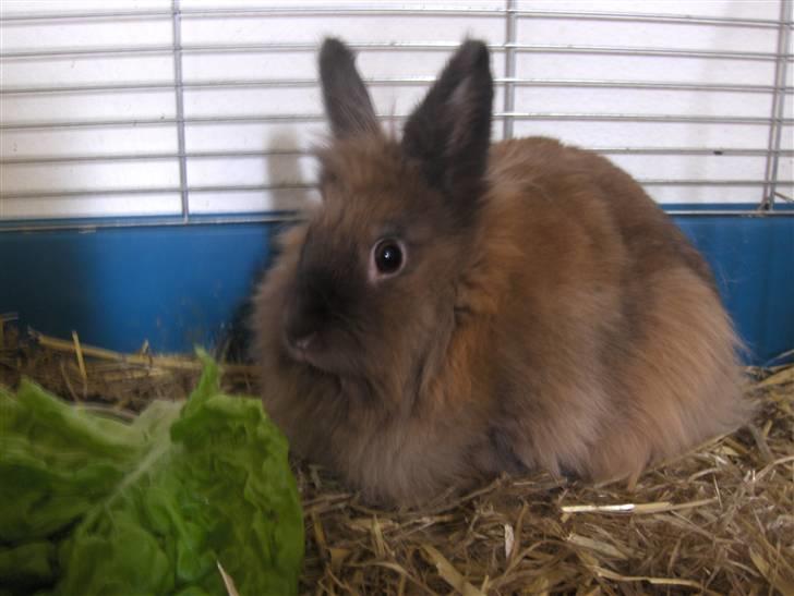 Kanin Nala billede 2