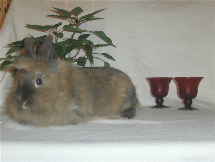 Kanin Nala billede 3