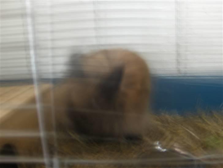 Kanin Nala billede 4