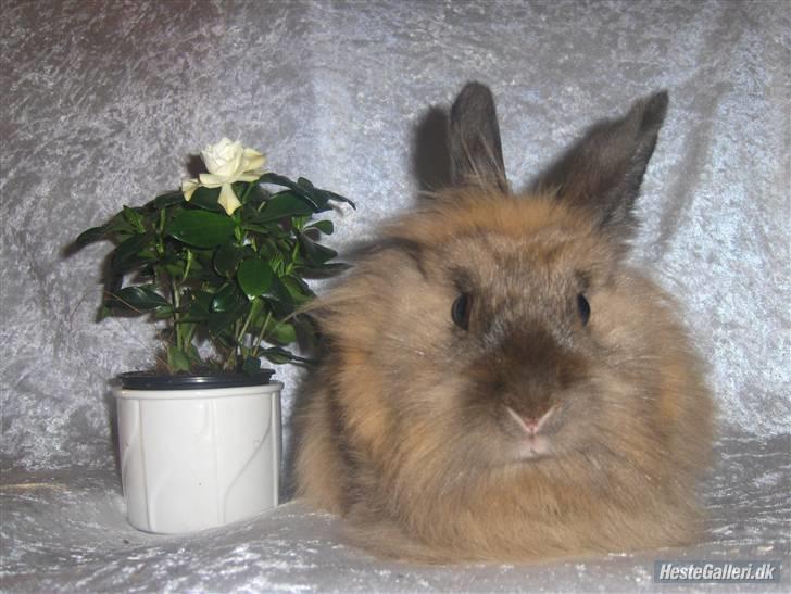 Kanin Nala billede 5