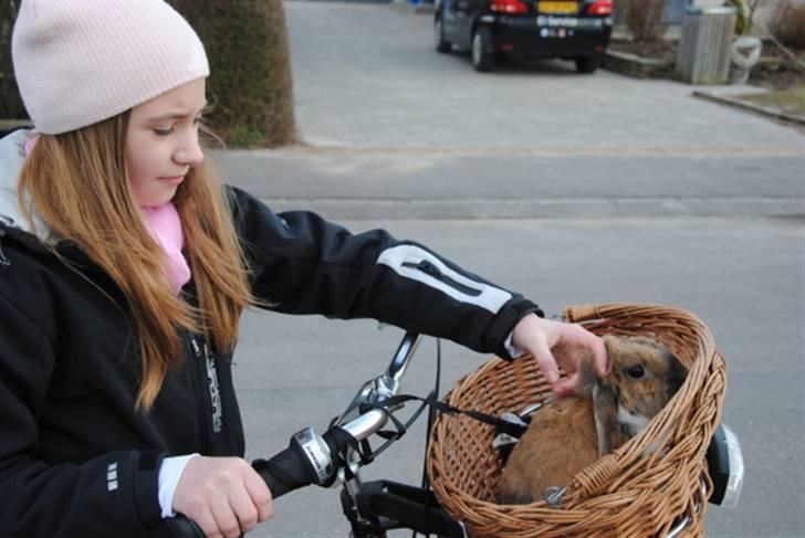 Kanin Klunte - Et billede af mig der cykler med Klunte. xD  billede 8