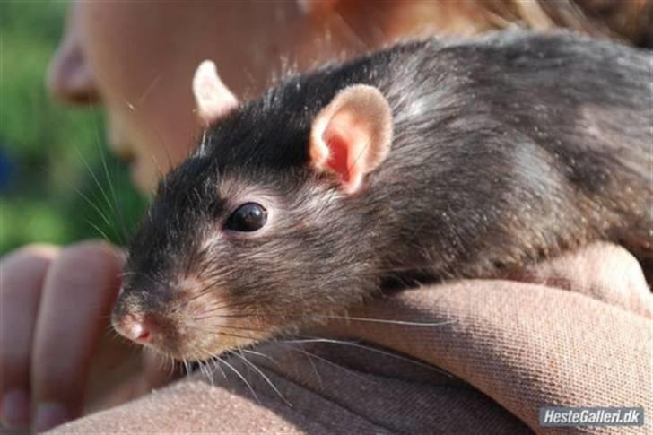 Tamrotte Joey RIP - Joey på min skulder, sommeren 09 billede 1