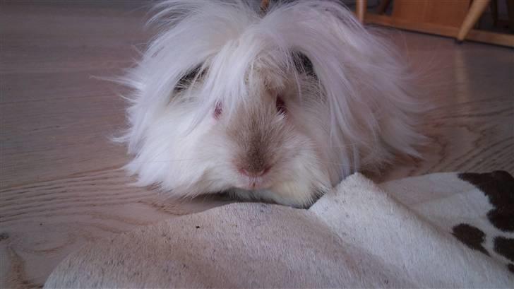 Marsvin Himalaya Peuraner *Armani billede 1