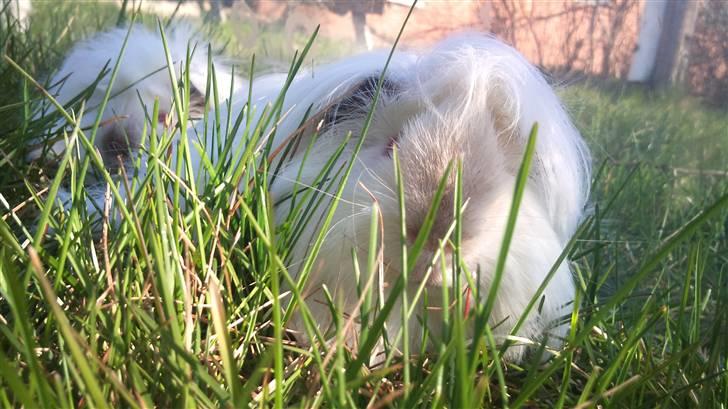 Marsvin Himalaya Peuraner *Armani billede 2