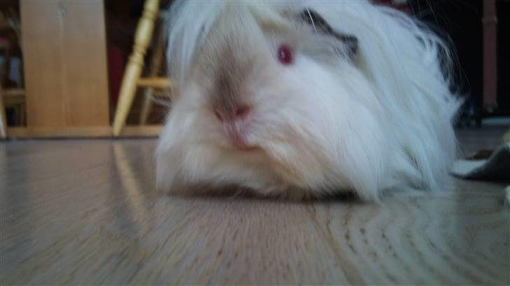 Marsvin Himalaya Peuraner *Armani billede 3