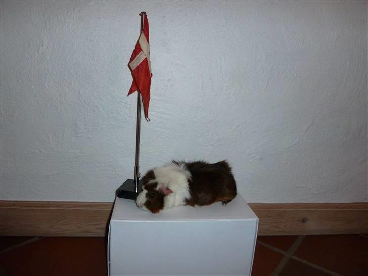 Marsvin Elmegårdens Hvirvel billede 4