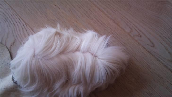 Marsvin Himalaya Peuraner *Armani billede 4