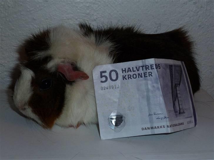 Marsvin Elmegårdens Hvirvel billede 5