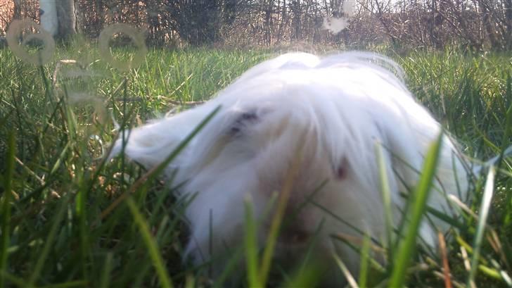 Marsvin Himalaya Peuraner *Armani billede 5