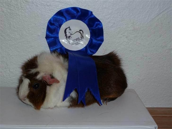 Marsvin Elmegårdens Hvirvel billede 6