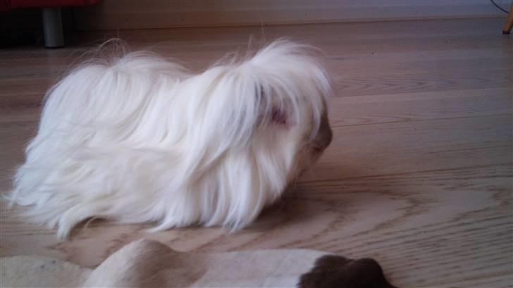 Marsvin Himalaya Peuraner *Armani billede 6