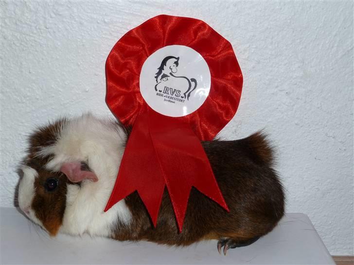 Marsvin Elmegårdens Hvirvel billede 7