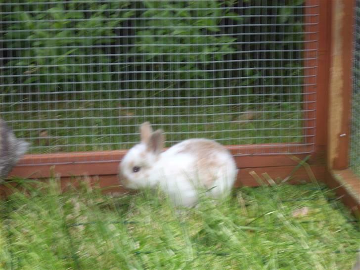 Kanin :  Tinets Pancake(L). - første løbetur i buret :) billede 5