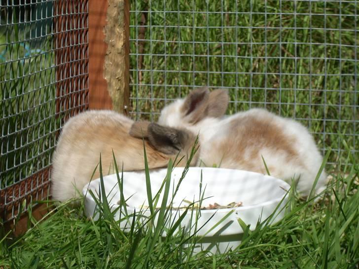 Kanin :  Tinets Pancake(L). - pancake og hans søster browny :) billede 6
