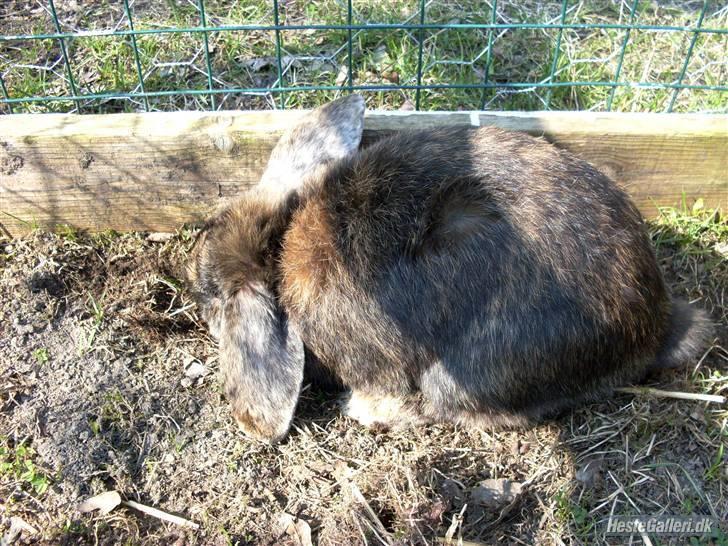 Kanin Don ø R.I.P :`( billede 6