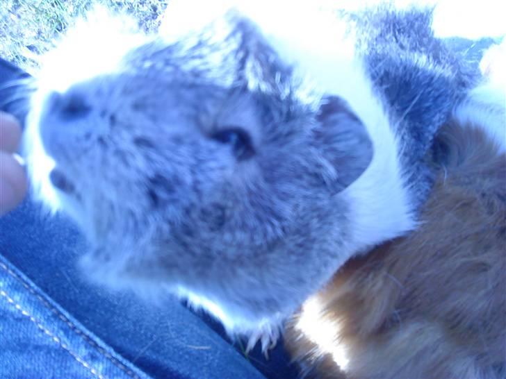 Marsvin | Rousette <3 :-* | R.I.P - 7) På græs, d. 14/4 - 2010. <3 billede 7