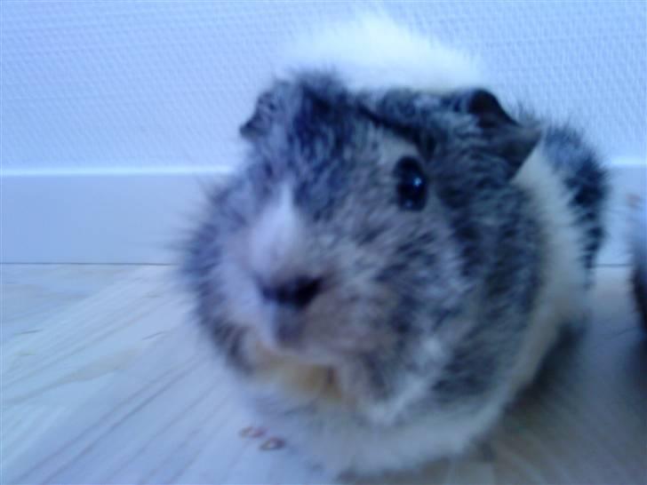 Marsvin | Rousette <3 :-* | R.I.P - 8) Mit y-billede *;´ <3 billede 8