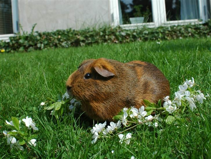 Marsvin Solsidens Lovely Lulu<3 billede 11