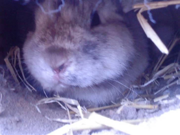 Kanin Lamboginni galardo<3 *; billede 1