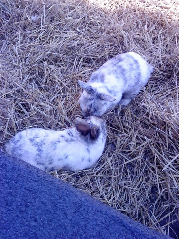 Kanin Lamboginni galardo<3 *; billede 2