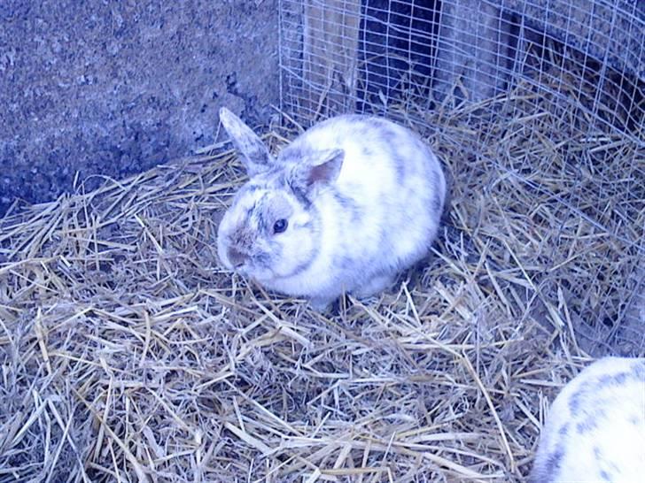 Kanin Lamboginni galardo<3 *; billede 3